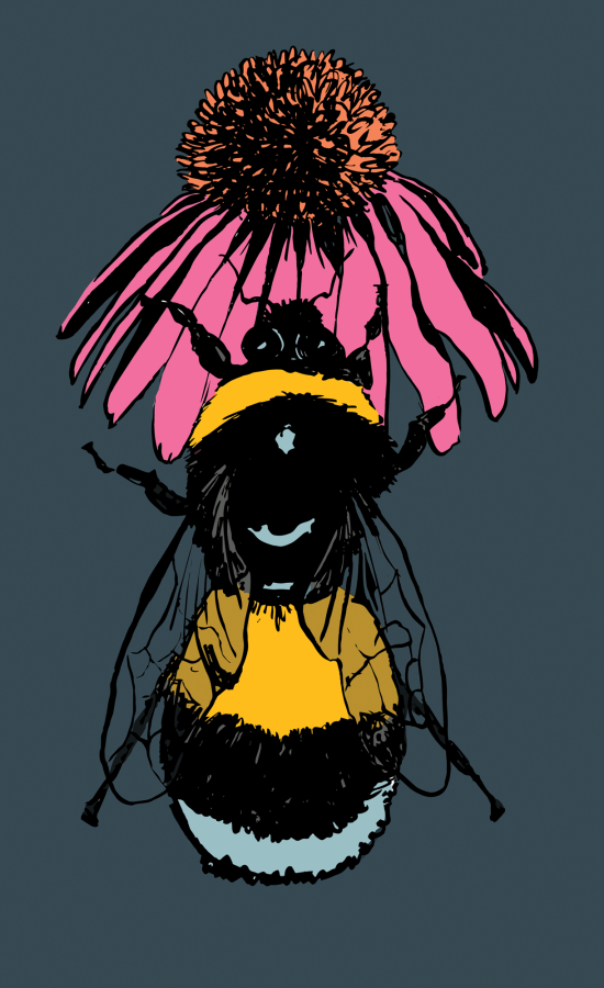 Abeille et échinacée